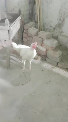 Pure white Heera Pair for sale