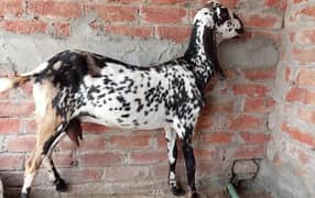 Qurbani