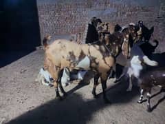 Qurbani