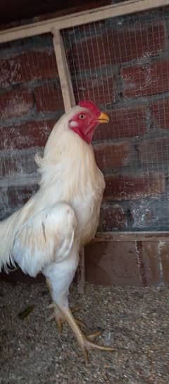 HEERA ASEEL BREADER MURGA FOR SALE