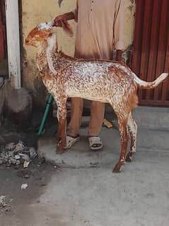 Makkhi Chini Bakry