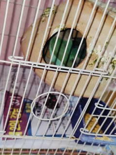 love bird almost breeder