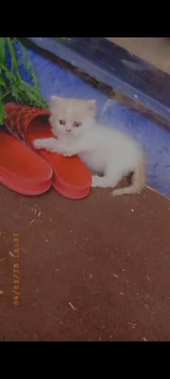 persian female kitten- 45 days old - litter trained