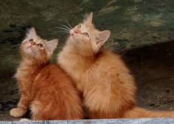 Kittens