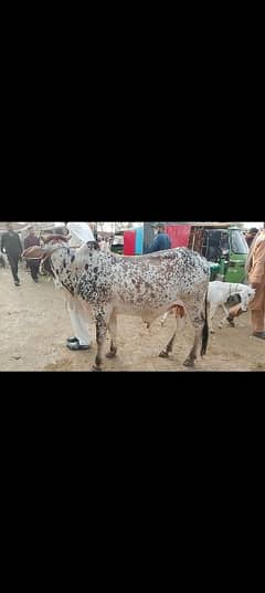 Qurbani