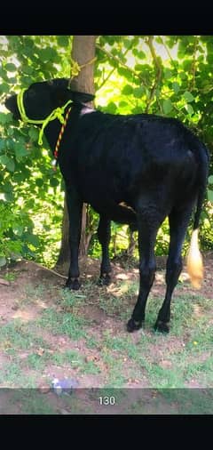 Bull for qurbani