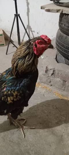 Aseel jawa