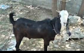 bakra for qurbani