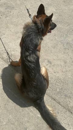 German Shepherd 12 months old