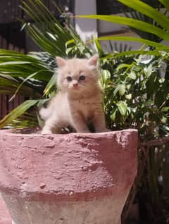 Cute triple coat kitten