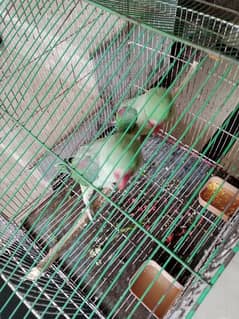 Raw perot jamboo size with cage.