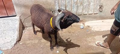Marino Sheep