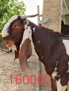 Bakra