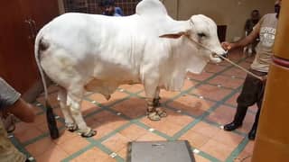 Qasai Cow