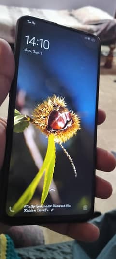 vivo