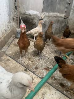 Misri desi chicks for sale contact only interested people