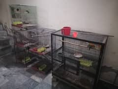 urgent sale kerna ha sary setup with cage