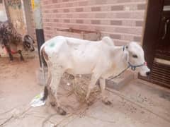 Cow ka hissa
