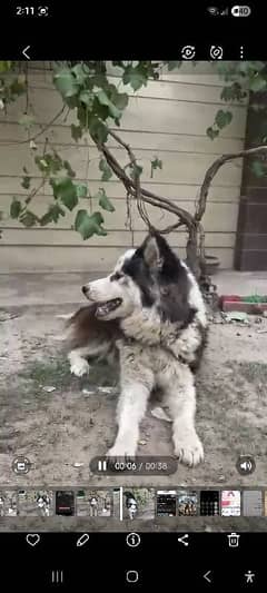loving