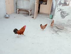 hens