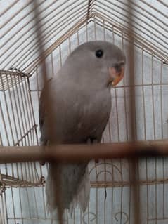 hand tame love bird