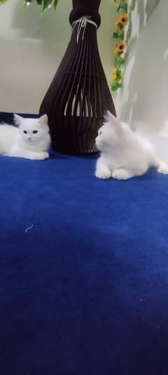 Cats pair