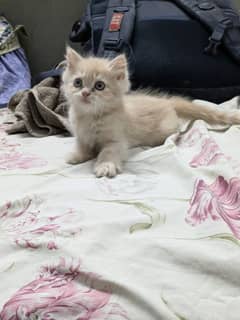 persian triple coated kittens