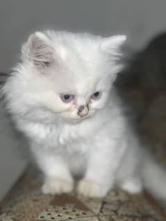 Persian kittens| Male & Female both Available| white in colour