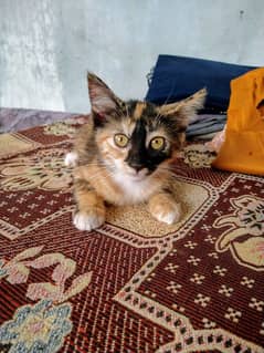 Persian kitten