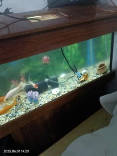 fish aquarium large size