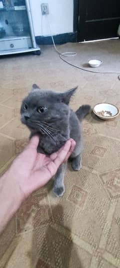 cat pair