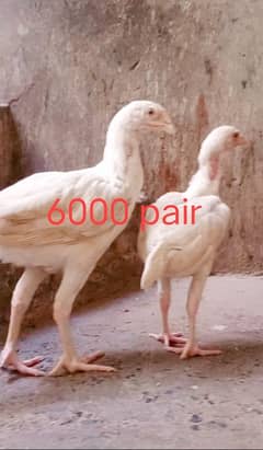 aseel heera white chick pair 4500  o3o1-71o-4771 call what's app