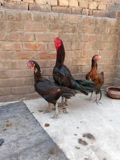 dragon Thai fresh and fertile Thai eggs available