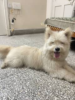 Russian dog mix breed