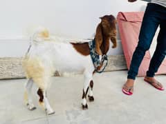 Bakra 6 month old