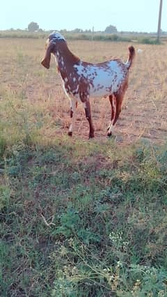qurbani KY liay Bakra