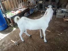 2 danth Andu bakra
