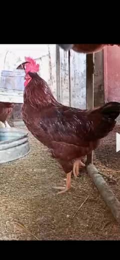 Rooster