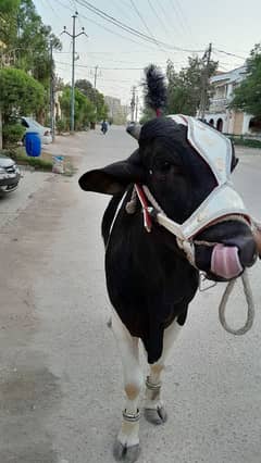 Australian bull. for contact 03212560393