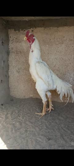 Shamo