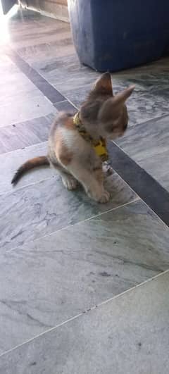 40 days ki cats hain