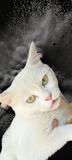 03001778925 parsion baby cat