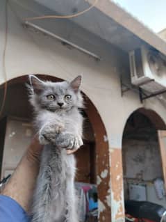 Persian kittens for sale triple coad pair 15k
