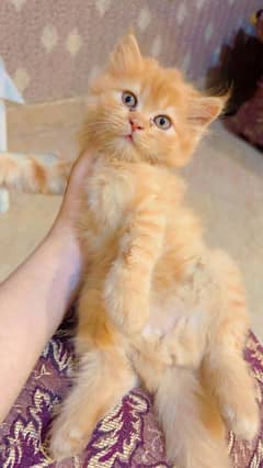 persian triple coated kittens