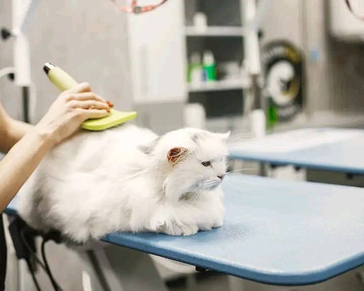 Cat Trimmer services 1
