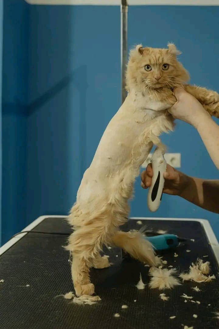 Cat Trimmer services 2