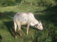 For sale