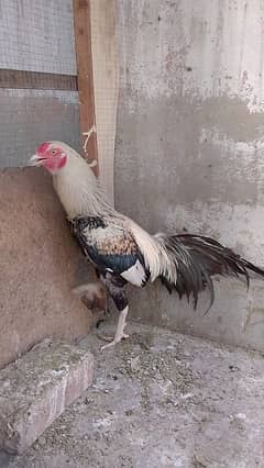 aseel