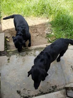 long Bone original black Labrador