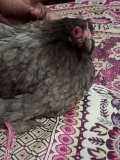bantam hen Gary silver Color